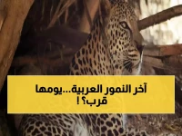 عاجل: آخر 200 نمر عربي على وشك الانقراض... هل ننقذ "حارس الصحراء" قبل فوات الأوان؟