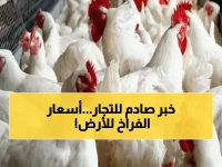 عاجل: شعبة الدواجن تفجر مفاجأة صادمة... أسعار الفراخ ستنهار بعد أسبوع رمضان!