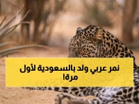 عاجل: العُلا تصنع التاريخ... أول ولادة للنمر العربي في السعودية منذ 30 عاماً!
