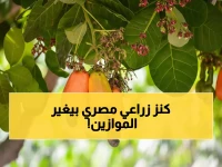 عاجل: الكنز المدفون في مصر... محصول واحد يحقق أرباحاً خيالية ويغير خريطة الاقتصاد الزراعي!