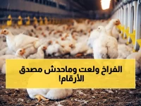 عاجل: صدمة جديدة في أسعار الفراخ اليوم - ارتفاع جنوني يصل لـ135 جنيهاً والحكومة تهدد بالاستيراد!