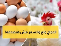 بورصة الدواجن اليوم: حصرياً أحدث أسعار الفراخ البيضاء في مصر وأجزاء الدجاج وكارتونة البيض الجمعة 13 فبراير 2026