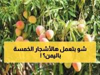 كنز اليمن المخفي.. 5 أشجار فقط تنتج كمية تفوق الخيال من المناجو وتكسر قوانين الطبيعة! (صورة)