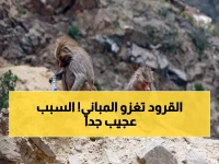 مشاهد مرعبة.. جيوش من القرود تجتاح هذه المدينة السعودية وتسيطر على الشوارع! (فيديو)