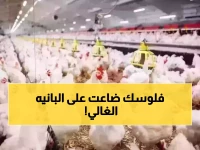 عاجل: البانيه يحطم الأرقام القياسية بـ 270 جنيه قبل رمضان... والمواطنون يواجهون صدمة الأسعار!