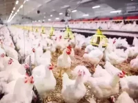 عاجل: سعر الفراخ يصل لـ91 جنيه قبل رمضان.. والبانيه بـ210 جنيه يصدم المصريين!