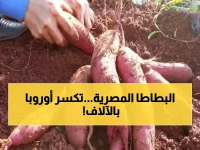 عاجل: معجزة البطاطا المصرية تدخل التاريخ.. 387 ألف طن تُغزو أوروبا بهذه الطريقة المذهلة!