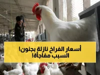 عاجل: انهيار أسعار الدواجن في مصر خلال أيام... السبب صادم والخبراء يكشفون السعر الجديد!