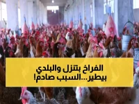 عاجل: انهيار صادم لأسعار الدواجن في مصر… الفراخ تنزل 25% والبلدي يرتفع لـ138 جنيهاً - خبراء: استعد لموجة انخفاض قادمة!