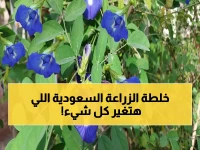 حصري: السعودية تطلق ثورة زراعية بصنف سري يسمى 'كلايتوريا'… شاهد كيف يحقق 5 فوائد صادمة دفعة واحدة!