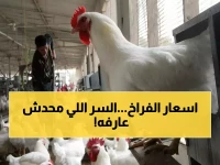 لا تشتري الدجاج قبل أن تعرف السر الذي تخفيه الأسواق... هكذا كشفت وزارة التموين أن تكلفته الحقيقية لا تتعدى 70 جنيهاً