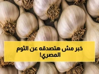 مفاجأة: مصر تهزم الأرجنتين وهولندا وتصبح ثاني أكبر مُصدر للثوم لإسبانيا… قفزة 500% في عام واحد!