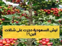 عاجل: السعودية تفرض "الحجر الأقسى" على شتلات البن… عامين كاملين قبل التداول والسبب صادم!