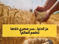 كيف استخدمت مصر سلاحًا سريًا لتتخطى أكبر أزمة غذائية وتصبح رقم 2 عالميًا؟ الـ19.56 إردب/فدان هو سر انتصارها.