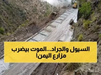 عاجل: منظمة الفاو تحذر من كارثة زراعية وشيكة في اليمن... الجراد الصحراوي يهدد والسيول تدمر المحاصيل!