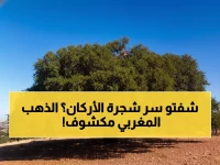 حصري: فريق دولي يكشف جينوم شجرة الأركان لأول مرة... هذا السر الجيني سيضاعف إنتاج الزيت 10 أضعاف ويحمي ثروة المغرب!