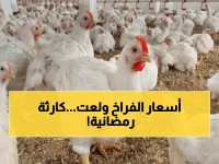 عاجل: ارتفاع جنوني لأسعار الفراخ في رمضان رغم وفرة الإنتاج... مؤامرة التجار تضرب جيوب المصريين!