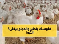 حرب خفية تستهدف مائدة إفطارك في رمضان... كيف تحمي نفسك من خسارة 15 جنيهًا على كل كيلو دجاج؟