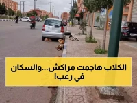 عاجل: غزو مرعب للكلاب والقطط الضالة في شوارع مراكش… ساكنة أبواب جليز تصرخ من خطر الأمراض المعدية!