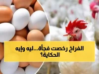 عاجل: أسعار الفراخ تنهار 20 جنيهًا في يوم واحد... هل هذا بداية انهيار شامل؟