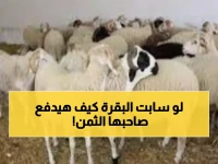 عاجل: عدن تبدأ حملة مصادرة المواشي السائبة... غرامات صارمة والمحافظ يحذر: لا تهاون مع المخالفين!