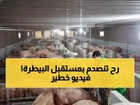 عاجل: ثورة تقنية تاريخية في الثروة الحيوانية... 650 خبيراً يكشفون مستقبل الطب البيطري حتى 2030!