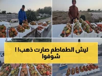 عاجل: طماطم "الرامسي" تحطم الأرقام القياسية... صندوق واحد بـ70 ريال والخليج يتهافت عليها!
