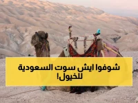 حصري: السعودية تُطلق أول جواز سفر للخيول في التاريخ… ماذا سيحدث للمالكين والاستثمارات؟