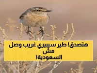 شاهد: طائر نادر من سيبيريا يظهر لأول مرة في الحدود الشمالية السعودية... ماذا يكشف عن مستقبل البيئة؟