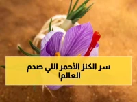 عاجل: الزعفران السعودي يحقق إنجازاً عالمياً صادماً… اعتماد دولي يضعه في مصاف الأفضل عالمياً!