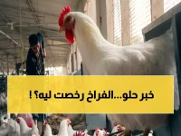 عاجل: أسعار الدواجن تنهار في مصر.. البانية من 260 إلى 190 جنيه فقط! تعرف على الأسباب الصادمة وراء هذا الانهيار