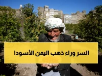 القهوة تغلي عالمياً.. كيف يستفيد المزارع اليمني من هذه الأزمة لجمع ثروة؟