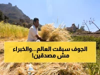 الرقم الذي أذهل الخبراء: 9 أطنان من القمح للهكتار في الجوف.. كيف حدثت المعجزة؟