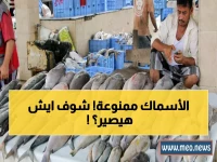 رسمياً: حظر تصدير الأسماك اليمنية.. هل تنخفض الأسعار أم يُدمر مصدر رزق الآلاف؟