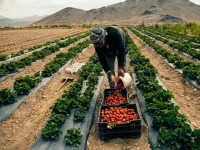 المهندس السري في عزلة حبيبة: كيف قلب مزارع واحد معادلات الجوع في اليمن بـ 31% مستحيلة؟