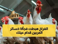 عاجل: انهيار أسعار الدواجن 30% بعد رمضان… الخبراء يحذرون: "سعر الكيلو 73 جنيهاً يسبب خسائر فادحة للمربين"