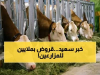 عاجل: وزارة الزراعة تعلن عن 57.3 مليون جنيه قروض جديدة لمشروع البتلو.. كيف تحصل على تمويل حتى 400 ألف جنيه؟