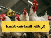 عاجل: أسعار الدواجن اليوم - النار بين المزارع والأسواق… المستهلك يدفع 91 جنيها والفرق يفوق التوقعات!