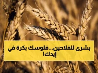 عاجل: قرار الأمن الغذائي يُحدث ثورة في استلام القمح المحلي... المزارعون يحصلون على مستحقاتهم إلكترونياً خلال 24 ساعة!