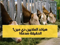 قرار شخصي صادم من وزير الزراعة.. لكن الحقيقة تكشف: علاء فاروق يضمن 400 ألف جنيه لكل شاب ومُربٍ في مصر