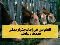 قرار وزرائي روتيني أدرك الدكتور علاء فاروق سره بعد فوات الأوان؟ الميزة الذهبية رقم 41 تمنح المستفيدين فرصة الوصول إلى 400 ألف جنيه للفرد.