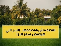 عاجل: مزارعون في كان ثو يتحدون لضخ المياه جماعياً… هذا هو السر لخفض تكاليف الأرز بنسبة 40% مع توقع إنتاج 1.65 مليون طن!