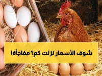 عاجل: أسعار الدواجن اليوم تنخفض للمرة الأولى.. الصدمة في سعر الفراخ البيضاء تنقذ مستهلكين