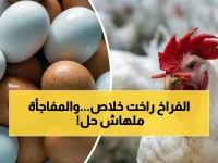 انخفاض صادم: أسعار الفراخ والبيض تنهار فجأة اليوم - تخفيضات مذهلة تصل لـ70 جنيهاً في البانيه