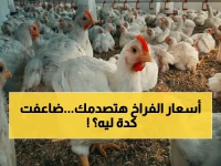 عاجل: سعر الفراخ اليوم يكشف مفاجأة صادمة… البيضاء 89 جنيهًا والبلدي يصل لـ126 جنيهًا!