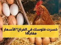 استقرار مفاجئ للدواجن بعد انخفاض 30%: سعر الفراخ البيضاء اليوم وأسباب الثبات