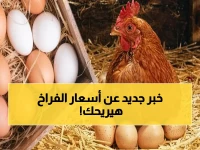 عاجل: ثبات أسعار الدواجن في مصر اليوم… هل سيستمر؟ إليكم آخر تحديثات بورصة الفراخ والبيض (22 أبريل 2026)