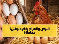 عاجل: أسعار الدواجن والبيض اليوم.. الفراخ البيضاء 92 جنيهاً والبلدي 120 جنيهاً - استقرار بعد تذبذبات