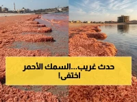 عاجل: نفوق أسراب الروبيان الأحمر يثير تساؤلات في سلطنة عمان... والجهات المختصة تكشف السبب الحقيقي