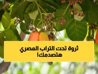 عاجل: الكنز المدفون في مصر... محصول واحد يحقق أرباحاً خيالية ويغير خريطة الاقتصاد الزراعي!